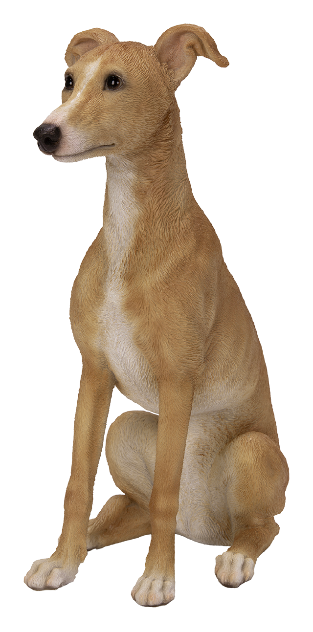 Vivid Arts Whippet Fawn White Resin Dog Ornament | XRL-WHP4-D | 21cm | Hand Painted | Indoor Outdoor