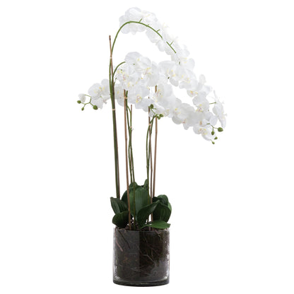 Large White Tall Orchid In Glass Pot Artificial Orchid H126cm