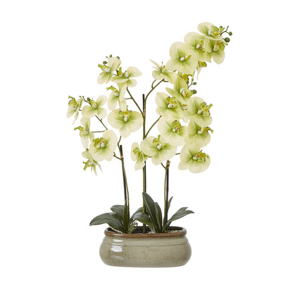 Large Green Orchid In Ceramic Pot | Artificial Orchid | H73cm