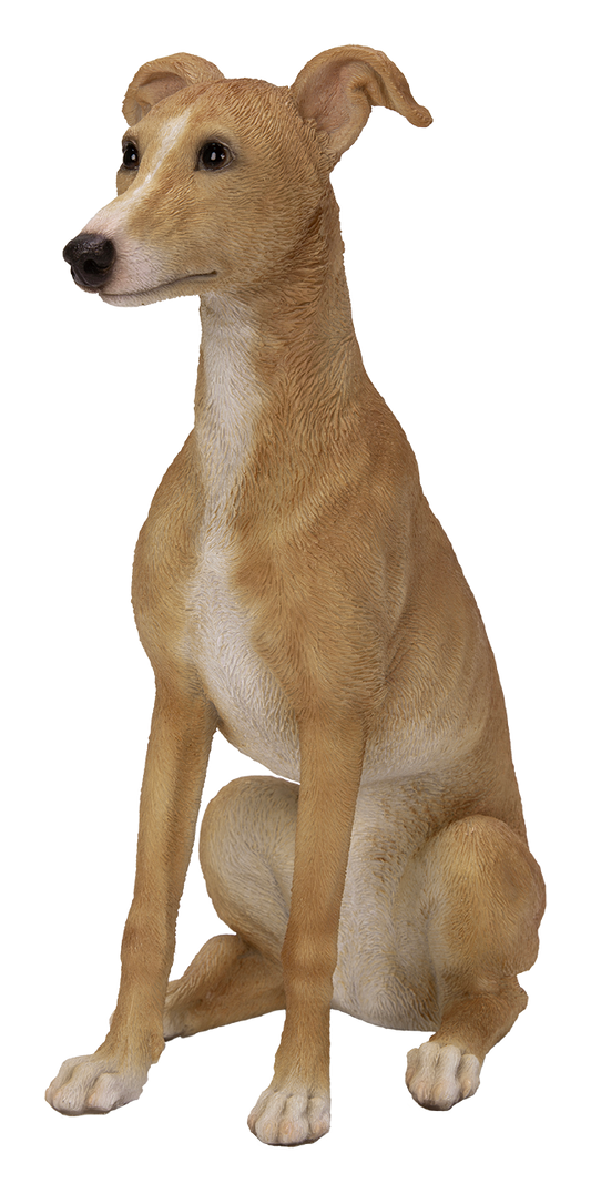 Vivid Arts Whippet Fawn White Resin Dog Ornament | XRL-WHP4-D | 21cm | Hand Painted | Indoor Outdoor