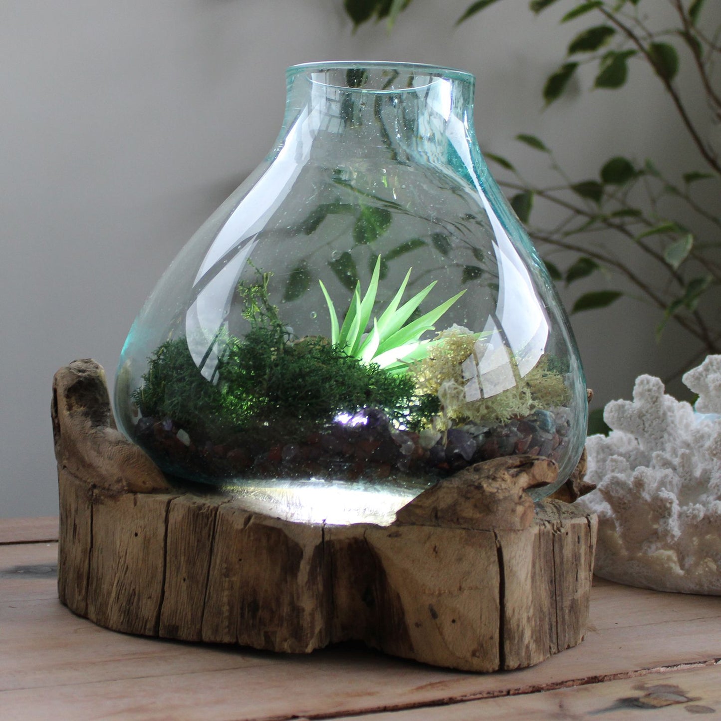 Molten Glass Large Fish Tank on Driftwood | 3.7 Litre | Light Cavity | UK LED Bulb | 30cm | New
