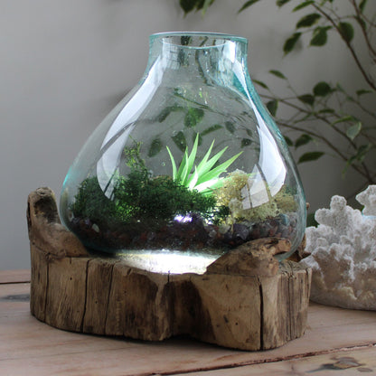Molten Glass Large Fish Tank on Driftwood | 3.7 Litre | Light Cavity | UK LED Bulb | 30cm | New