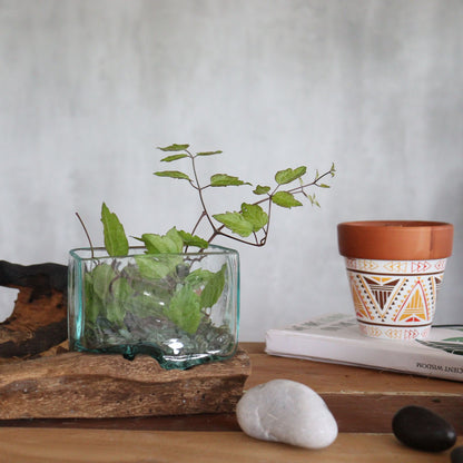 Molten Glass Tank on Driftwood with Stand | Small Bowl | Handmade in Bali | 9x14.5x5.5cm | New