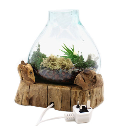 Molten Glass Large Fish Tank on Driftwood | 3.7 Litre | Light Cavity | UK LED Bulb | 30cm | New
