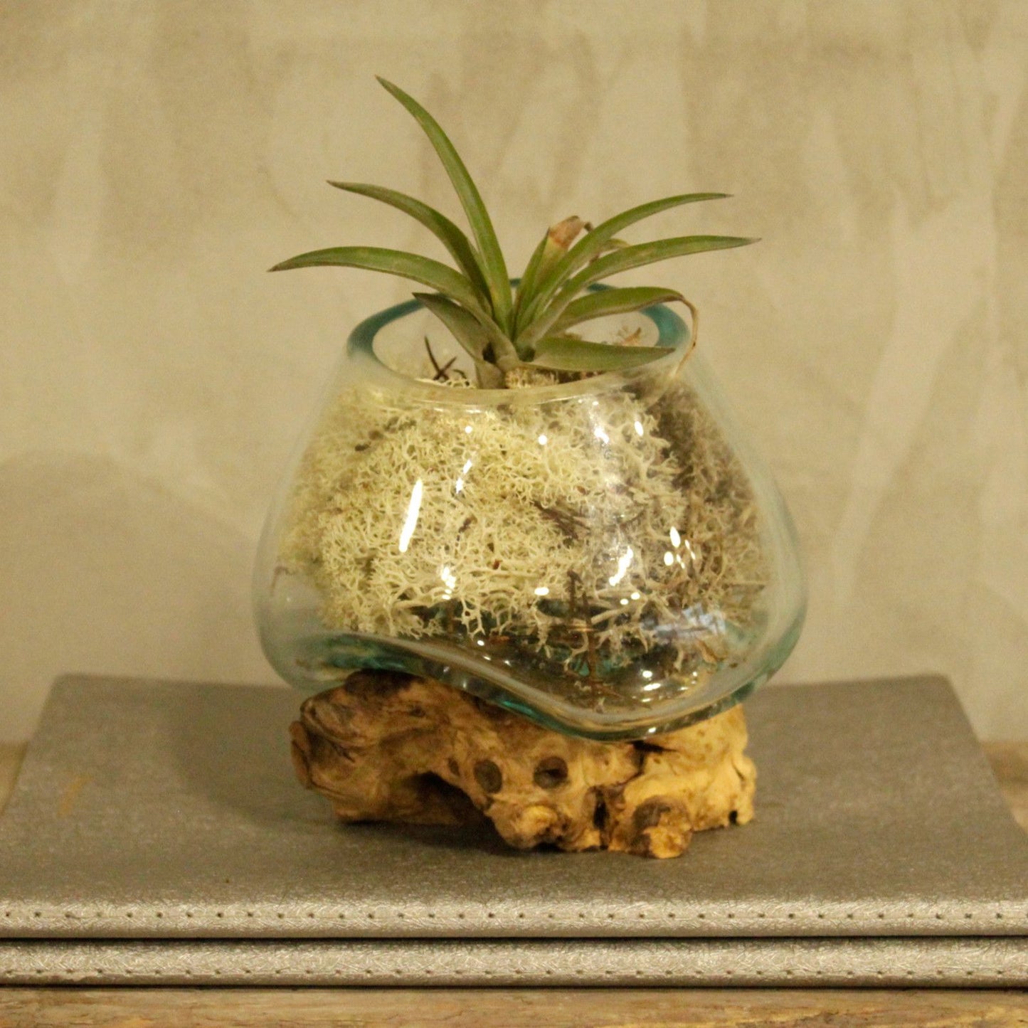Molten Glass Small Bowl on Driftwood | Handmade in Bali | 13x12.5x10cm | New