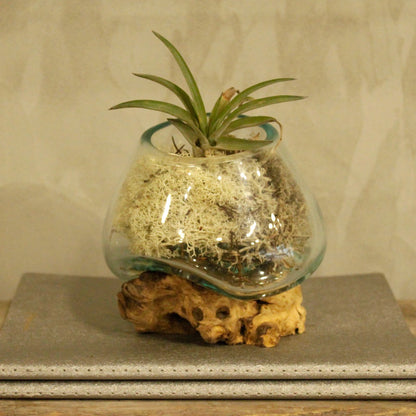 Molten Glass Small Bowl on Driftwood | Handmade in Bali | 13x12.5x10cm | New
