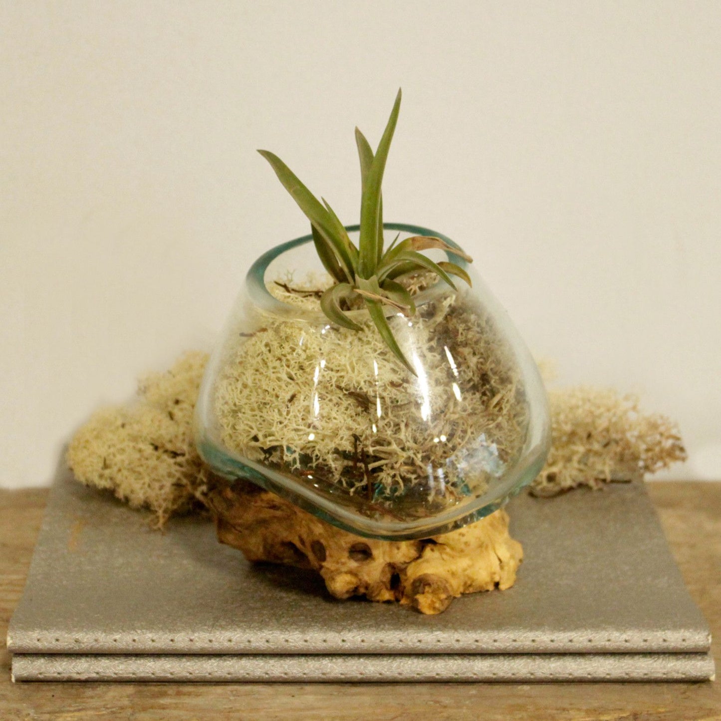 Molten Glass Small Bowl on Driftwood | Handmade in Bali | 13x12.5x10cm | New