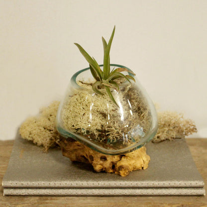Molten Glass Small Bowl on Driftwood | Handmade in Bali | 13x12.5x10cm | New