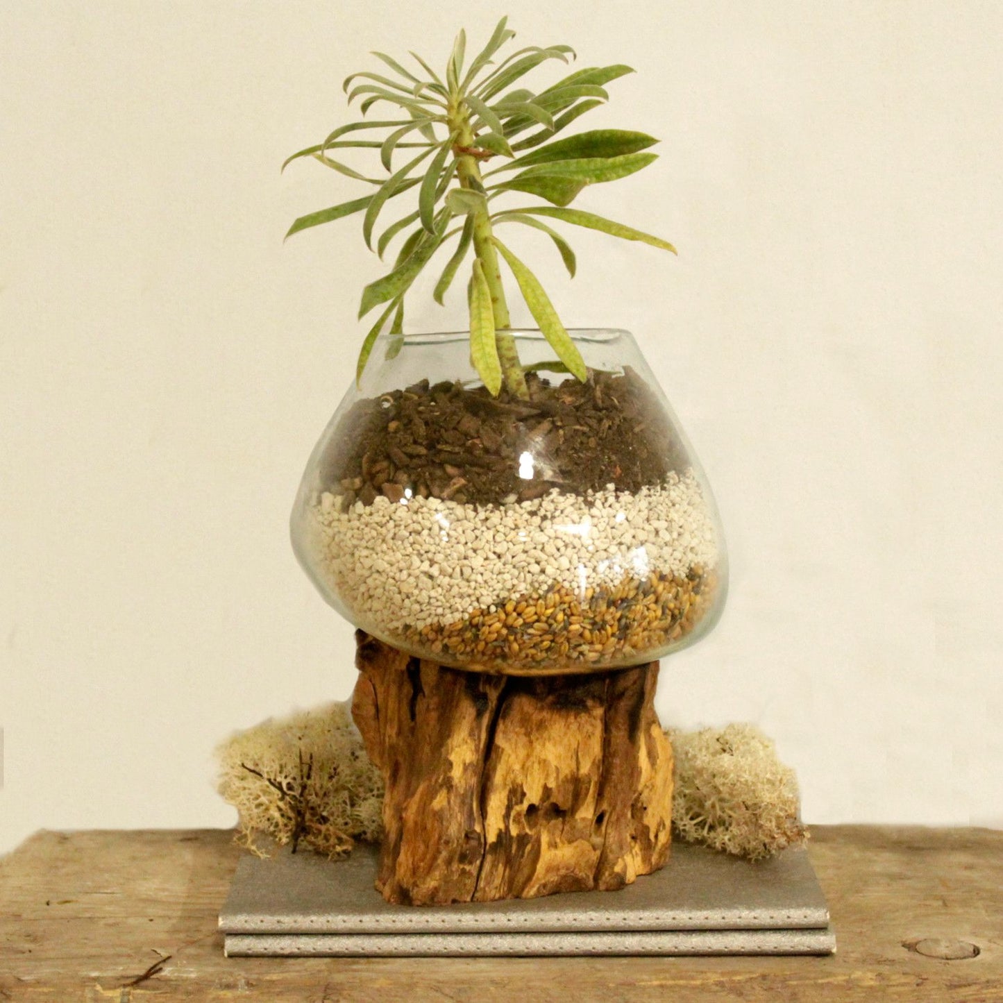Molten Glass Large Bowl on Driftwood | Handmade in Bali | 18x18x22cm | New